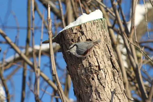 Les Oiseaux Dans Les Arbres Russie — Photo