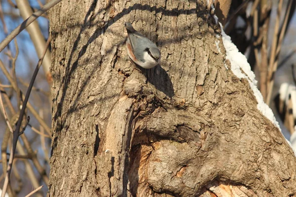 Les Oiseaux Dans Les Arbres Russie — Photo