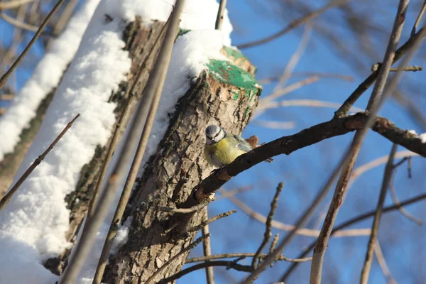 Les Oiseaux Dans Les Arbres Russie — Photo