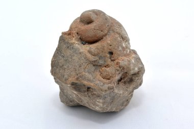 Beyaz arka planda fossilize antik yumuşakça.