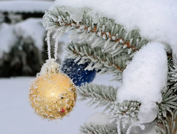 Gouden Nieuwjaar Bal Live Fir Boom Met Vorst Sneeuw — Stockfoto