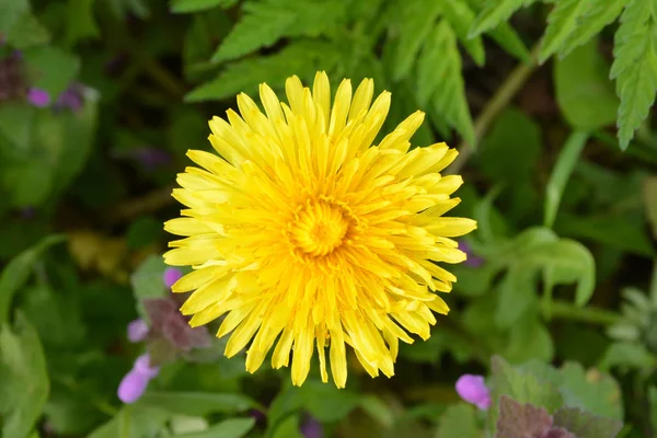 Fleur Jaune Pissenlit Sur Fond Vert — Photo