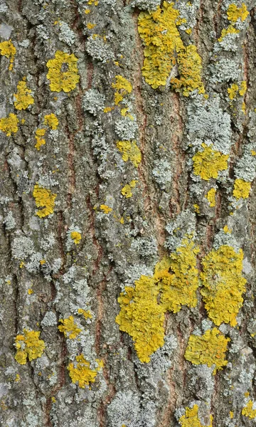 树皮上带有灰色和黄色的地衣 — 图库照片