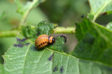Larva Colorado patates böceği yeşil patates yaprağı yeme.