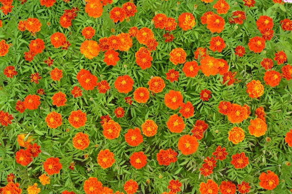 Orange Und Mahagoni Ringelblumen Blüten Auf Grünen Blättern Hintergrund — Stockfoto
