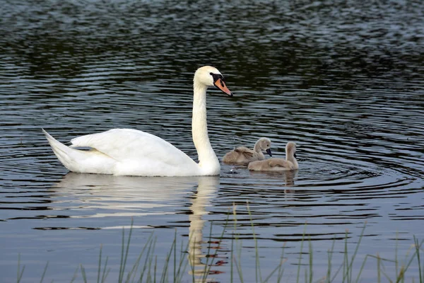 Gölde Iki Cygnets Ile Beyaz Kuğu — Stok fotoğraf