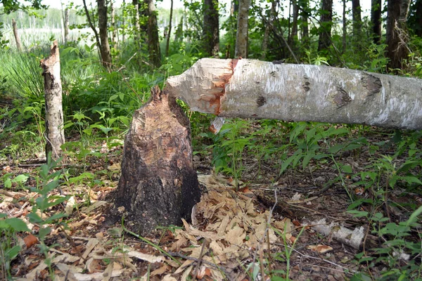 Birch Požral Skácel Dolů — Stock fotografie