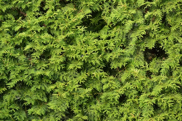 Háttere Zöld Lombja Thuja — Stock Fotó