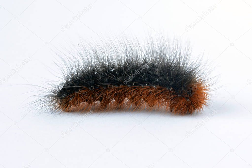 Oruga peluda negra y naranja de la polilla tigre de jardín (Arctia caja