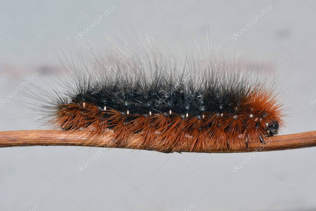 Oruga peluda negra y naranja de la polilla tigre de jardín (Arctia caja