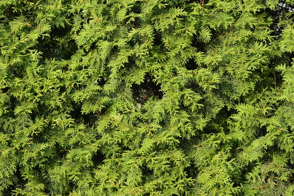 Tło Zielonych Liści Thuja — Zdjęcie stockowe