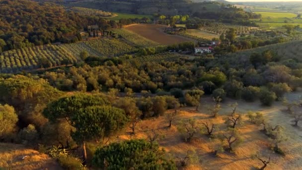 Zdjęcia Lotnicze Pięknej Wiejskiej Okolicy Gospodarstw Winnic Drzewa Oliwne Lasów — Wideo stockowe