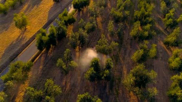 Vzdušný Záběr Traktoru Pracující Oboru Olivových Stromů Krásný Slunečný Den — Stock video
