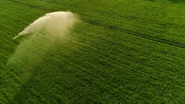 Aerial Shot Green Fields Being Irrigated Sprinklers Agricultura Industrial Gran — Vídeos de Stock