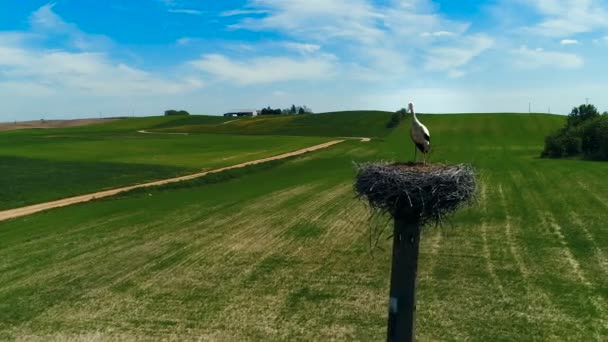 Tiro Aéreo Bela Cegonha Seu Ninho Guardando Ovos Campo Limpo — Vídeo de Stock