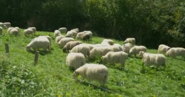 Bir mera, güzel hayvanlar ve ağaçlar arka planda düşük açılı atış koyun çim yeme devam.
