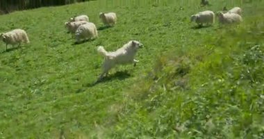Çoban köpeği koyun koruyan çit çalışan düşük açılı çekim hareket. Güzel hayvan otlatma mera üzerinde çim yeme koyun ve ağaçlar içinde belgili tanımlık geçmiş.