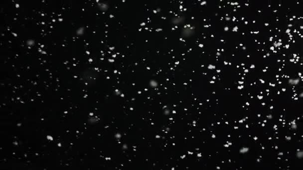 Slowly Falling Fluffy Snowflakes Isolated on the Black Background on the Loop. Real Lens Flare that is Easy to Use in Blend / Overlay Modes. — Stock Video