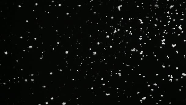 Powoli puszysty płatki śniegu spadające na białym na czarnym tle na pętli. Prawdziwe Flara obiektywu, który jest łatwy w użyciu w Blend / nakładka tryby. — Wideo stockowe