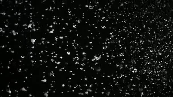 Stormy Weather Snow Falling Grote Sneeuwvlokken Geïsoleerd Zwarte Achtergrond Echte — Stockvideo