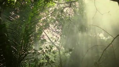 Buhar ve Sis Görünür orman ağaçlarının Panoramik Shot.