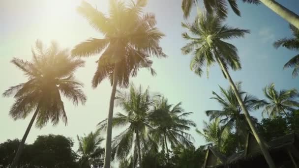 Låg vinkel skott av Palm träd skog med en solig blå himmel. — Stockvideo