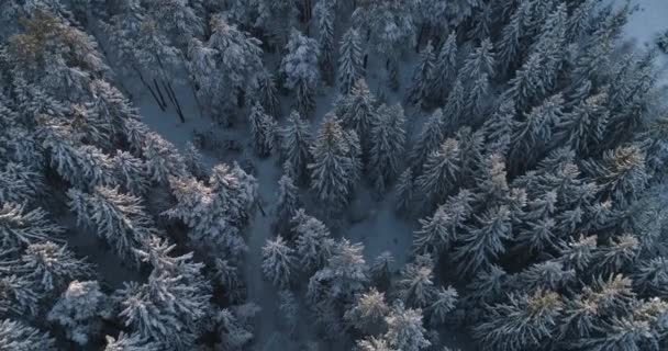 Vue Aérienne Du Haut Au Bas De La Forêt D'épinette D'hiver Et De Pin. Arbres recouverts de neige, lever / coucher du soleil touche le haut des arbres par une belle journée ensoleillée . — Video