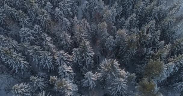 Aerial uppifrån Flyover skott av vinter Gran och tallskog. Träd täckta med snö, stigande/inställning sön berör trädtoppar på en vacker solig dag. — Stockvideo