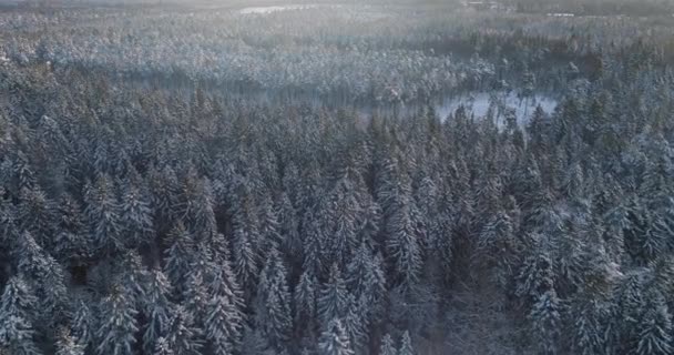 Aerial Top Down Flyover Shot of Winter Spruce og Pine Forest. Træer dækket med sne, stigende / faldende sol rører trætoppe på en smuk solskinsdag . – Stock-video