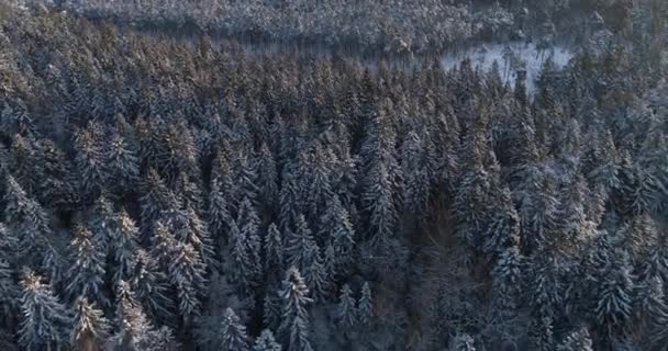 Vue Aérienne Du Haut Au Bas De La Forêt D'épinette D'hiver Et De Pin. Arbres recouverts de neige, lever / coucher du soleil touche le haut des arbres par une belle journée ensoleillée . — Video