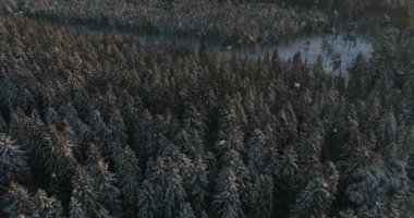Kış Ladin ve Çam Ormanı Havadan Yukarıdan Aşağıya Flyover Shot. Ağaçlar Kar ile Kaplı, Yükselen / Batan Güneş Touches Tree Tops Bir Güzel Güneşli Gün. Kar Düşüyor.