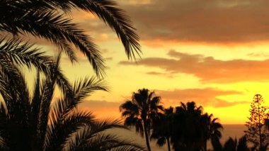 Palmiye Ağaçları Orman Siluet, Bazı Kulübeler ve Arka Planda Batan Güneş ile Küçük Binalar.