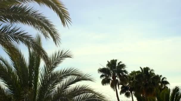 Palmové stromy houpá ve větru, slunce svítí a obloha je modrá, oceán na pozadí.