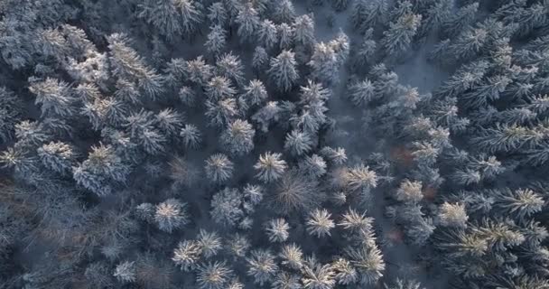 冬のスプルースと松林の空中トップダウンフライオーバーショット。雪に覆われた木々、昇る/夕日は美しい晴れた日に木の頂上に触れる. — ストック動画