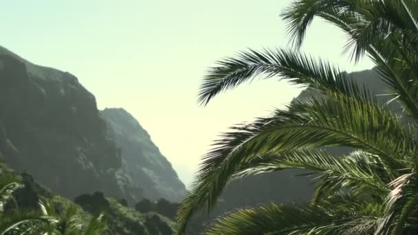 Palmové stromy, hory a svěží džungle v lese za slunečného dne s jasnou oblohou. Idylická nádherná příroda. — Stock video
