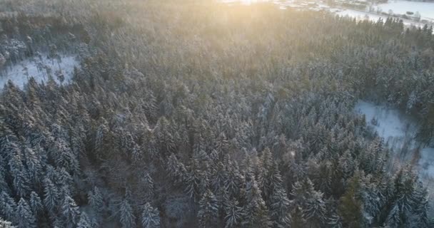 Vue Aérienne Du Haut Au Bas De La Forêt D'épinette D'hiver Et De Pin. Arbres recouverts de neige, lever / coucher du soleil touche le haut des arbres par une belle journée ensoleillée . — Video