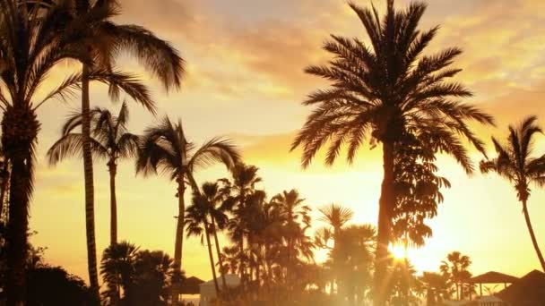 Silueta de palmeras Bosque, algunas cabañas y pequeños edificios con puesta de sol en el fondo . — Vídeos de Stock