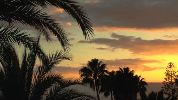 Silhouette della foresta di palme con sole che tramonta sullo sfondo . — Video Stock