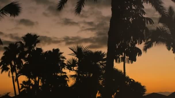 Σιλουέτα του ελικοπτέρου που πετάει πάνω από φοινικόδεντρα δάσος με τη ρύθμιση του ήλιου στο παρασκήνιο. — Αρχείο Βίντεο