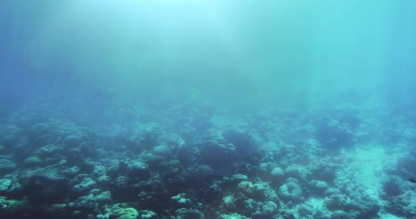 Unterwasseraufnahmen von Meereslebewesen, Korallenriffen, Fischen im schönen Aquamarin. — Stockvideo