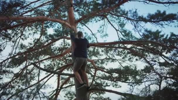 Fiatal erős jóvágású ember mászik egy magas fenyőfa-ban egy erdő. Nagyon magasra mászott. Bátor férfi visel hiteles kötött pulóver és rövidnadrág. Romantikus nyári időfutam. — Stock videók