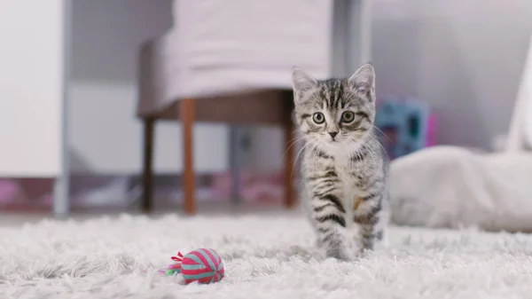 Shot van een schattig grijs met zwarte strepen kitten speelt met een kittens speelgoed en kijkt naar de camera. Zonnige woonkamer. — Stockfoto