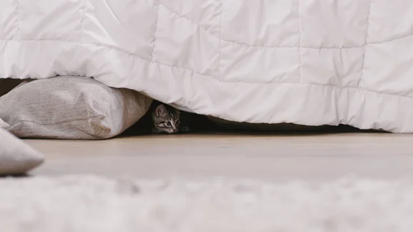 Σφηνάκι από ένα χαριτωμένο γκρι με μαύρες ρίγες γατάκι κρύβεται κάτω από το κρεβάτι. Sunny Living δωμάτιο με χαλί σε έναν όροφο. — Φωτογραφία Αρχείου