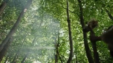 Hayvan Derisi Giyen Primeval Caveman Etrafında Taş Uçlu Balta Tutar, Hayvan Avı Prehistorik Orman Araştırıyor. Neandertal Ormanda Avlanmaya Gidiyor. Aşağı Yatırma Çekimi