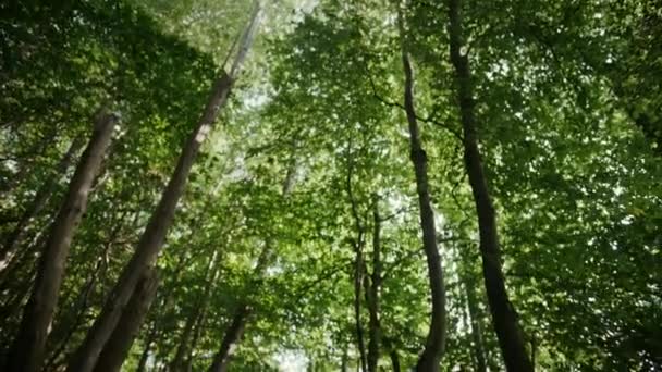 Oerholbewoner die een dierenhuid draagt, houdt een bijl rond, verkent het prehistorische bos in een jacht op dieren prooi. Neanderthal gaat jagen in de jungle. Tilt down shot — Stockvideo