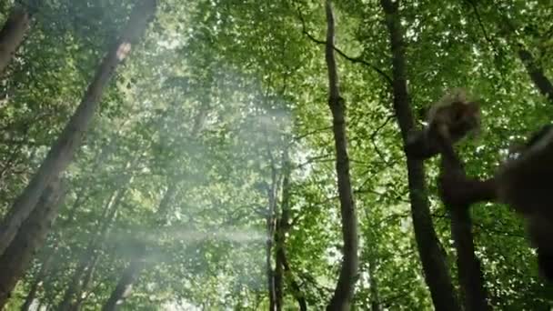 Primeval barlanglakó ősember viselése állati bőr tart Stone billentette Axe körül, feltárja őskori erdő a vadászat az állatok ragadozó. Neandervölgyi Going vadászat a dzsungelben. Megdönti lövés — Stock videók