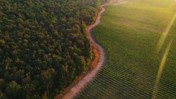 Aerial Drone Footage: Beautiful Agricultural Plantations Bordering with Wild Forests (en inglés). Campos de cultivo de verduras, viñedos. Aumento masivo de la escala industrial de alimentos ecológicos — Vídeo de stock