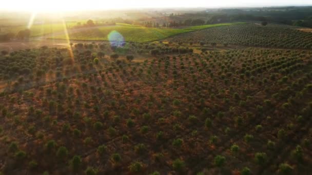 Кадри повітряного дрону: красиві сільськогосподарські плантації. Фермерські поля овочів, виноградників, оливкових дерев і соєвих бобів. Індустріальні масштаби вирощування еко - дружньої їжі — стокове відео