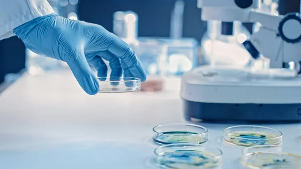 Ilmuwan Bekerja dengan Petri Dishes dengan Berbagai Bakteri, Jaringan dan Sampel Darah. Konsep Penelitian Farmasi untuk Antibiotik, Penangkaran Penyakit dengan Obat Peningkatan DNA. Memindahkan Makro Tutup — Stok Foto