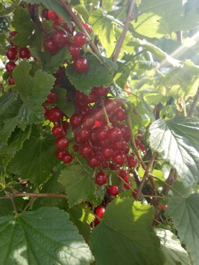   Yağmurdan sonra frenk üzümü dalı